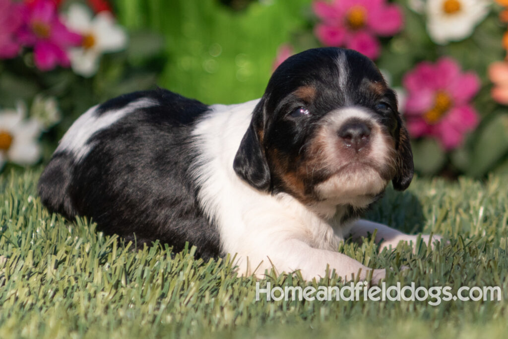 Baby French Brittany puppies two weeks old