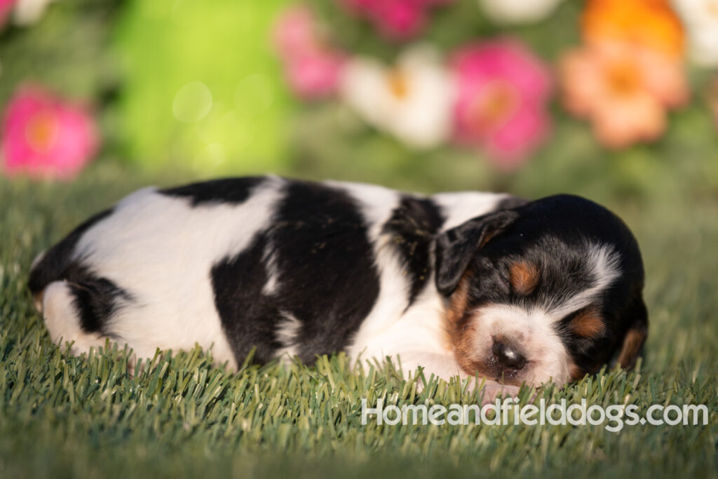 Baby French Brittany puppies two weeks old