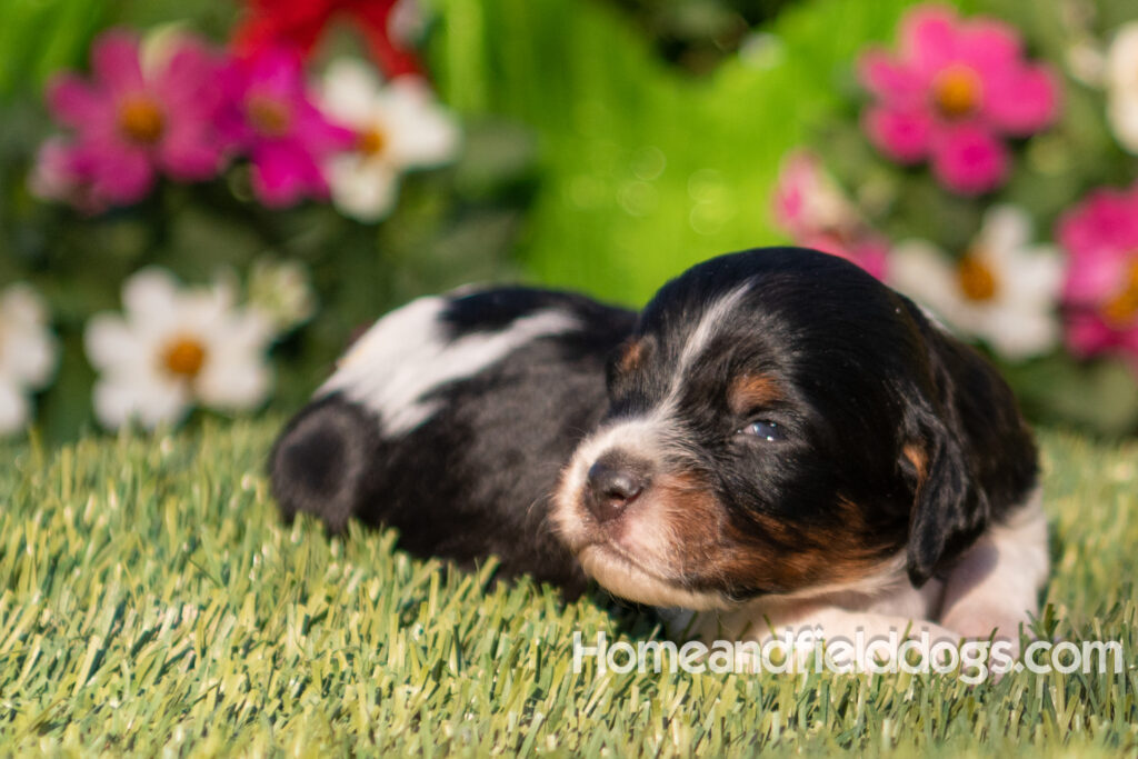 Baby French Brittany puppies two weeks old