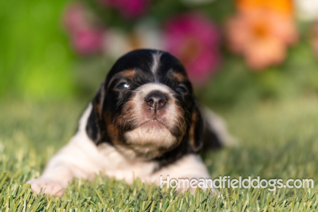 Baby French Brittany puppies two weeks old