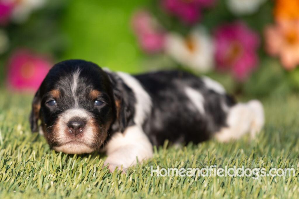 Baby French Brittany puppies two weeks old