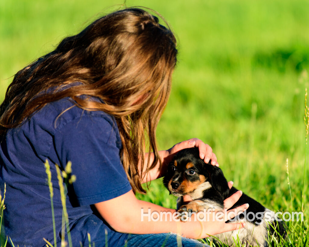 Adorable French Brittany puppies for sale