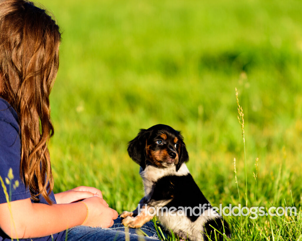 Adorable French Brittany puppies for sale