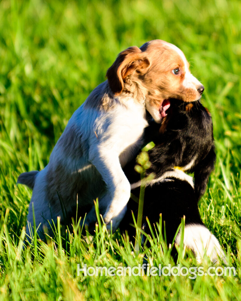 Adorable French Brittany puppies for sale