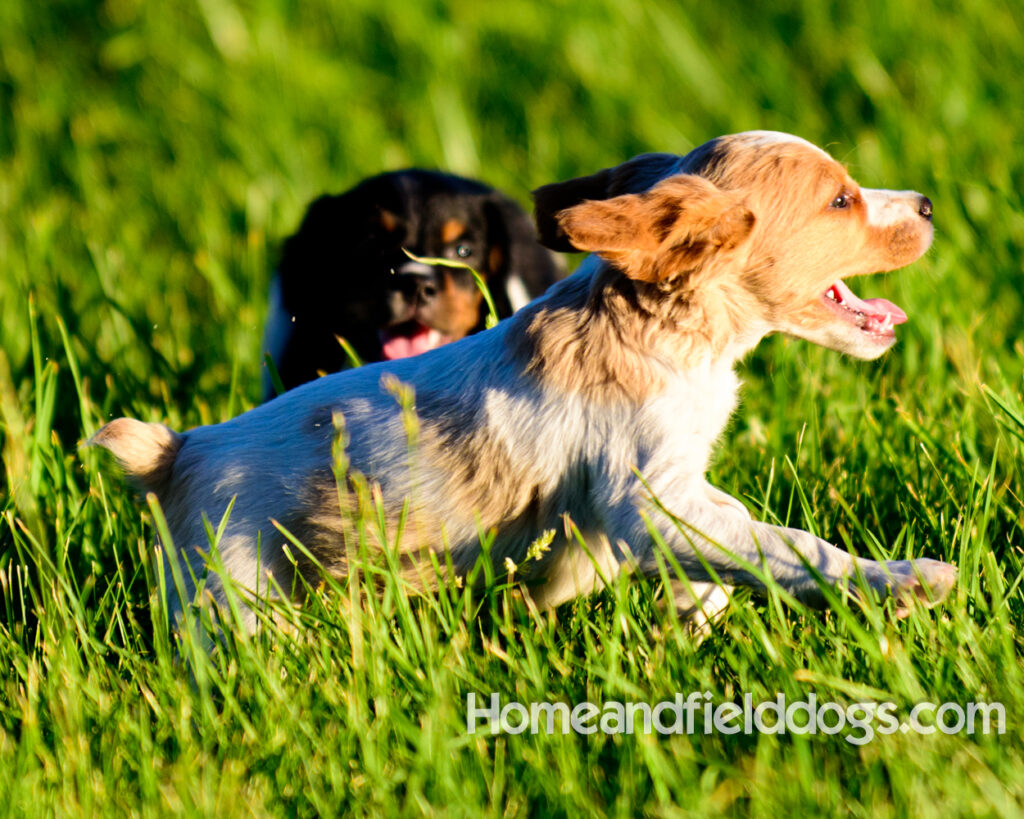 Adorable French Brittany puppies for sale
