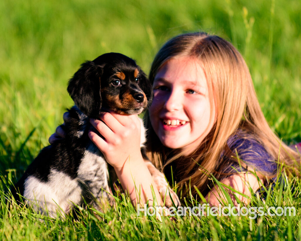 Adorable French Brittany puppies for sale