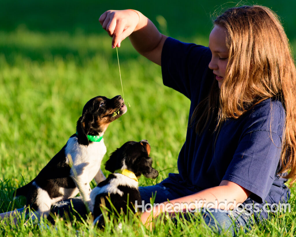 Adorable French Brittany puppies for sale