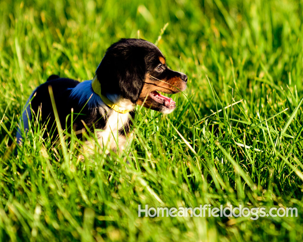 Adorable French Brittany puppies for sale