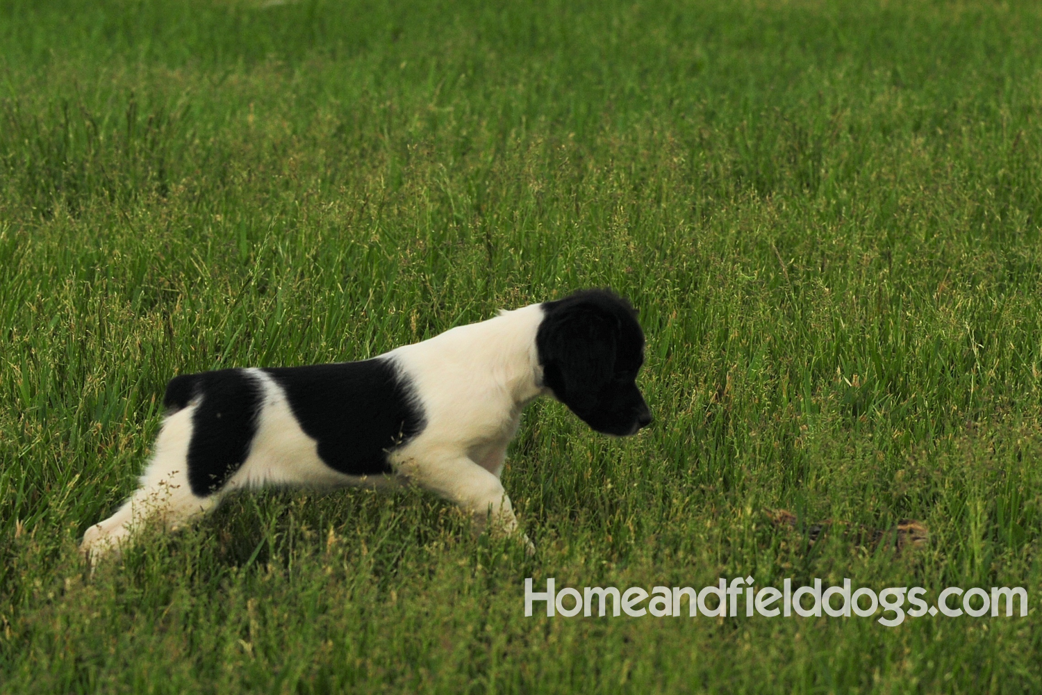Young French brittany spaniels for sale playing in the tall grass chasing and retrieving quail