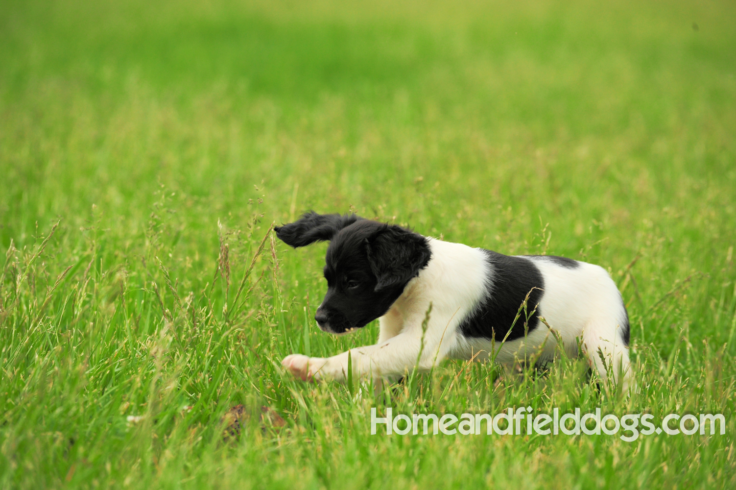 Young French brittany spaniels for sale playing in the tall grass chasing and retrieving quail