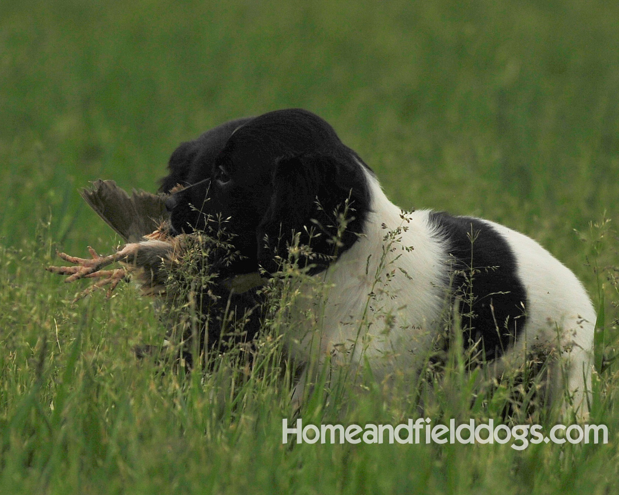 Young French brittany spaniels for sale playing in the tall grass chasing and retrieving quail