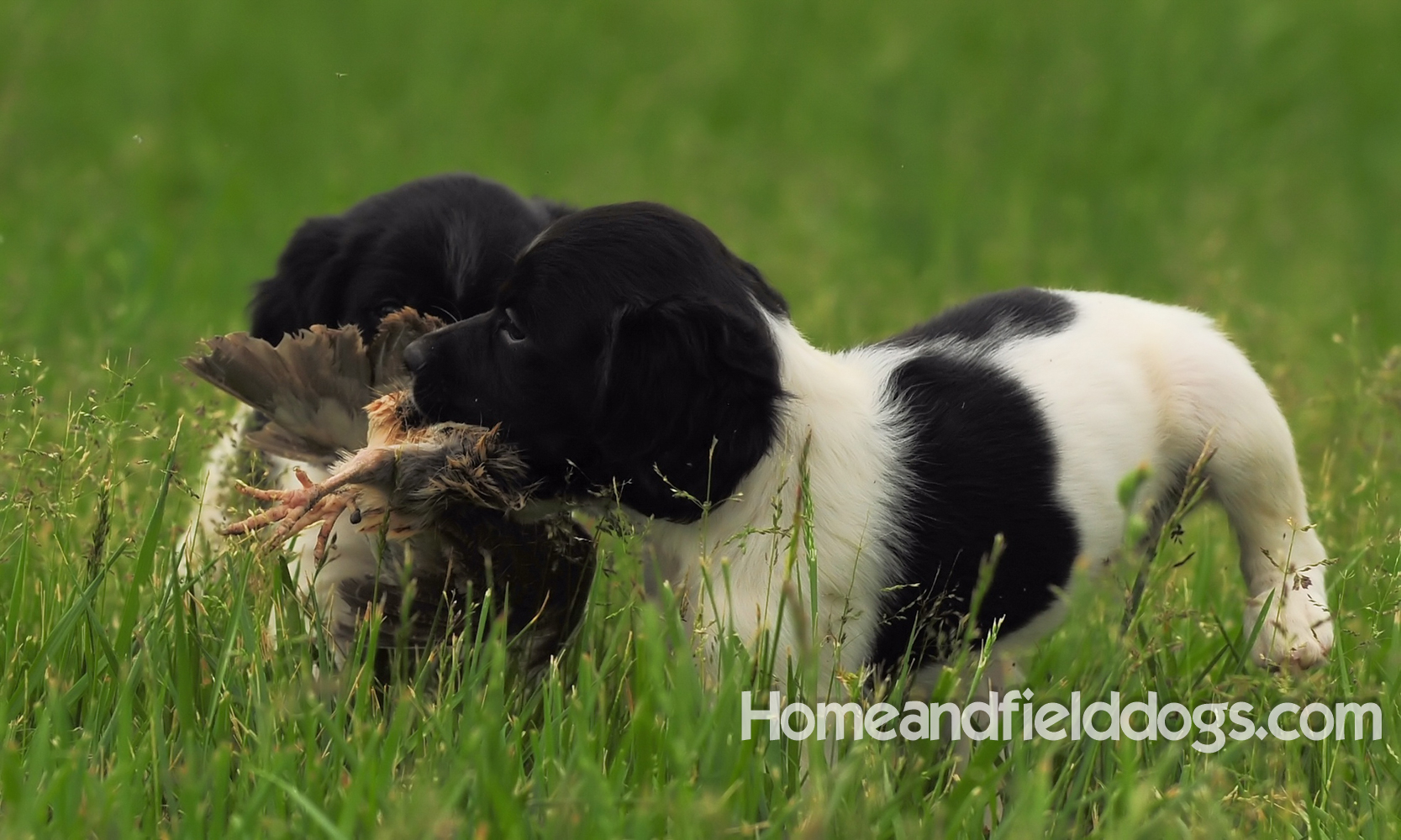 Young French brittany spaniels for sale playing in the tall grass chasing and retrieving quail