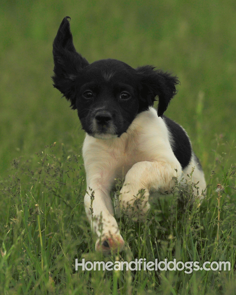 Young French brittany spaniels for sale playing in the tall grass chasing and retrieving quail