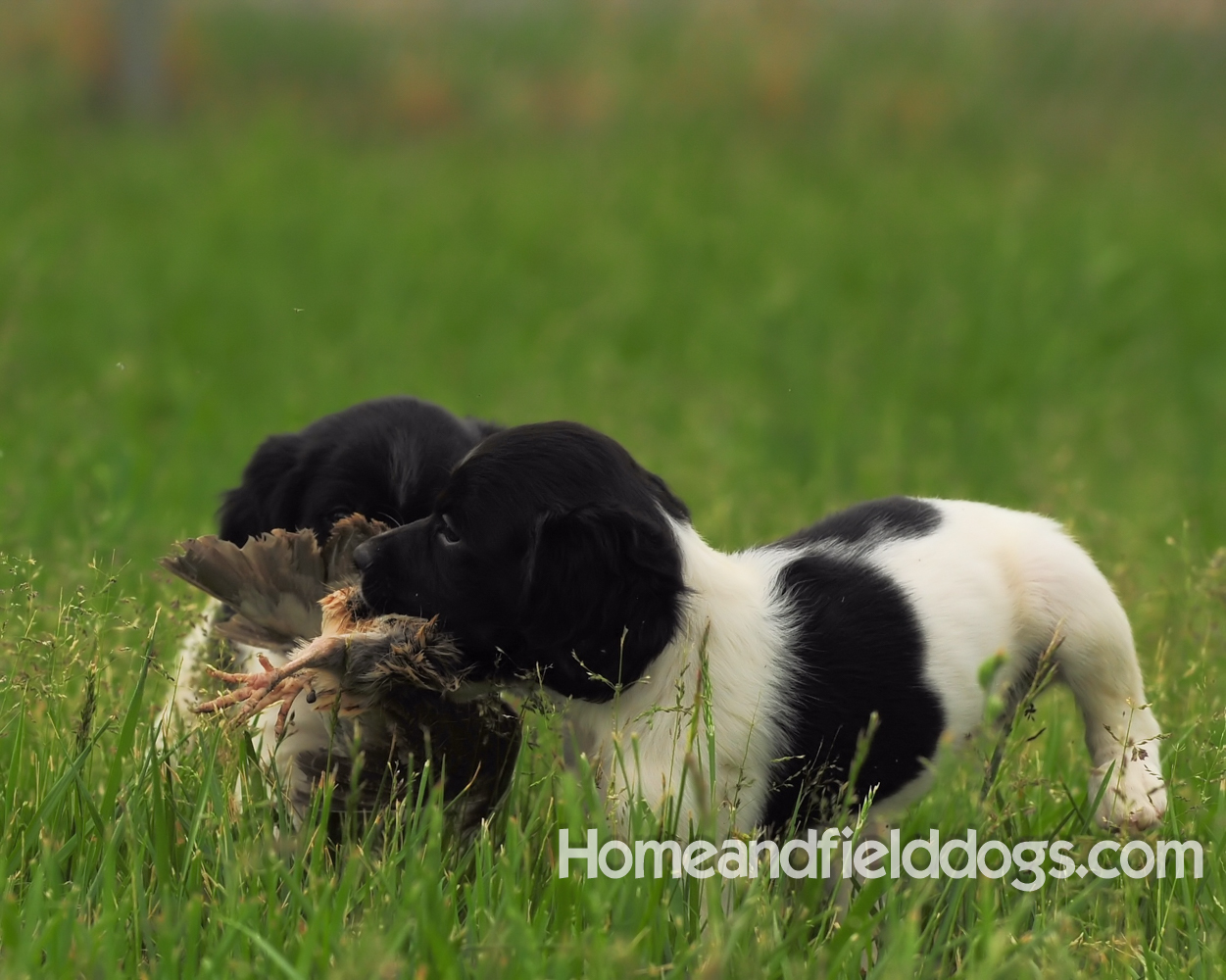 Young French brittany spaniels for sale playing in the tall grass chasing and retrieving quail