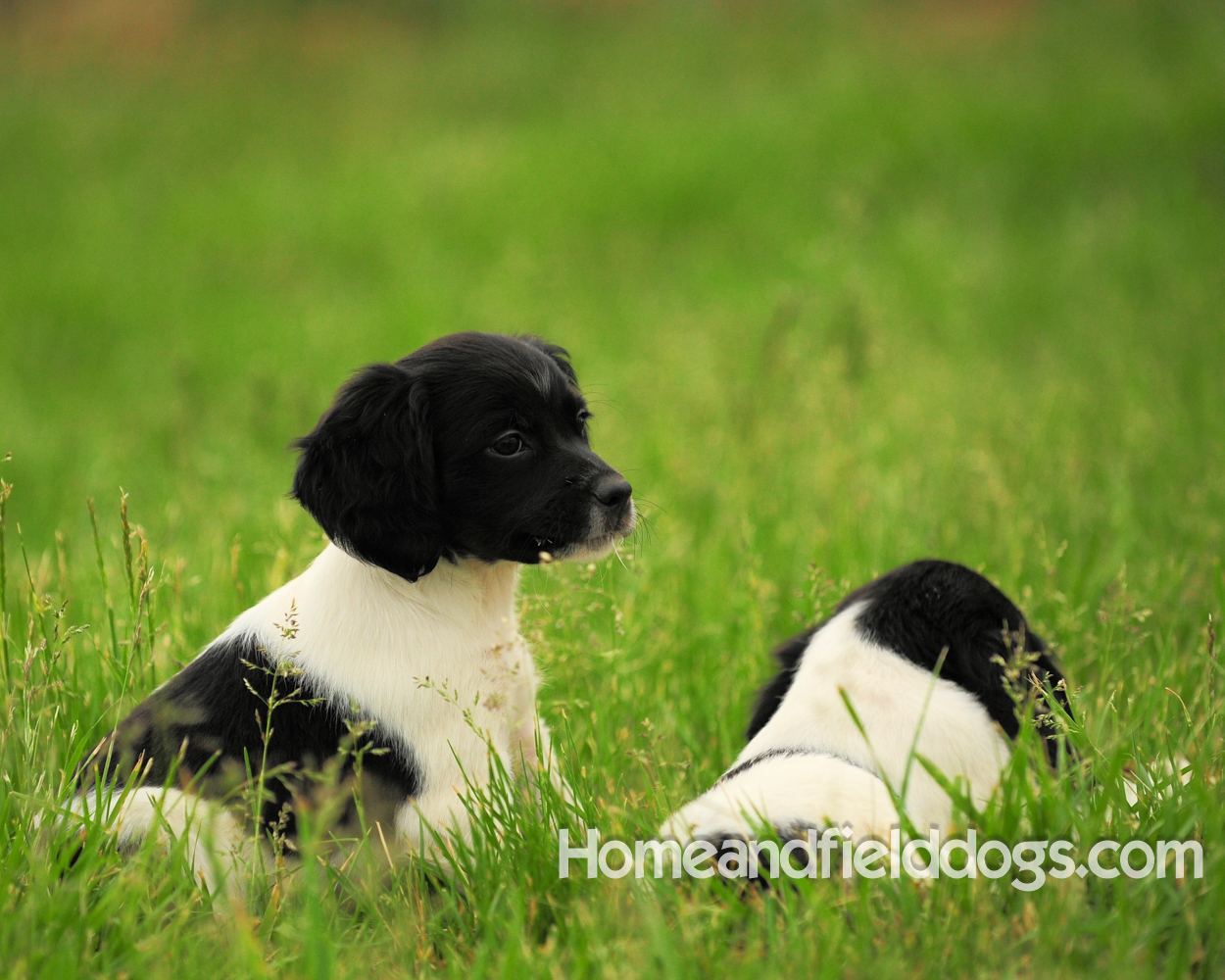 Young French brittany spaniels for sale playing in the tall grass chasing and retrieving quail