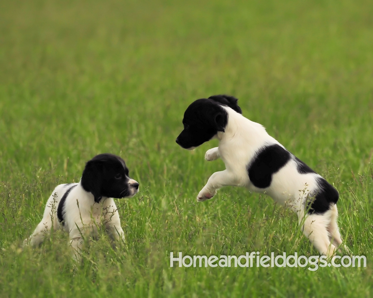 Young French brittany spaniels for sale playing in the tall grass chasing and retrieving quail