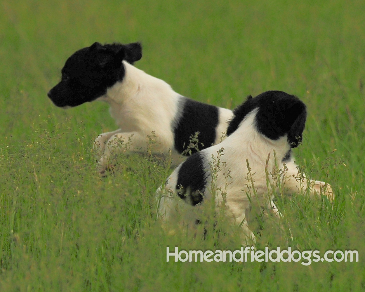 Young French brittany spaniels for sale playing in the tall grass chasing and retrieving quail