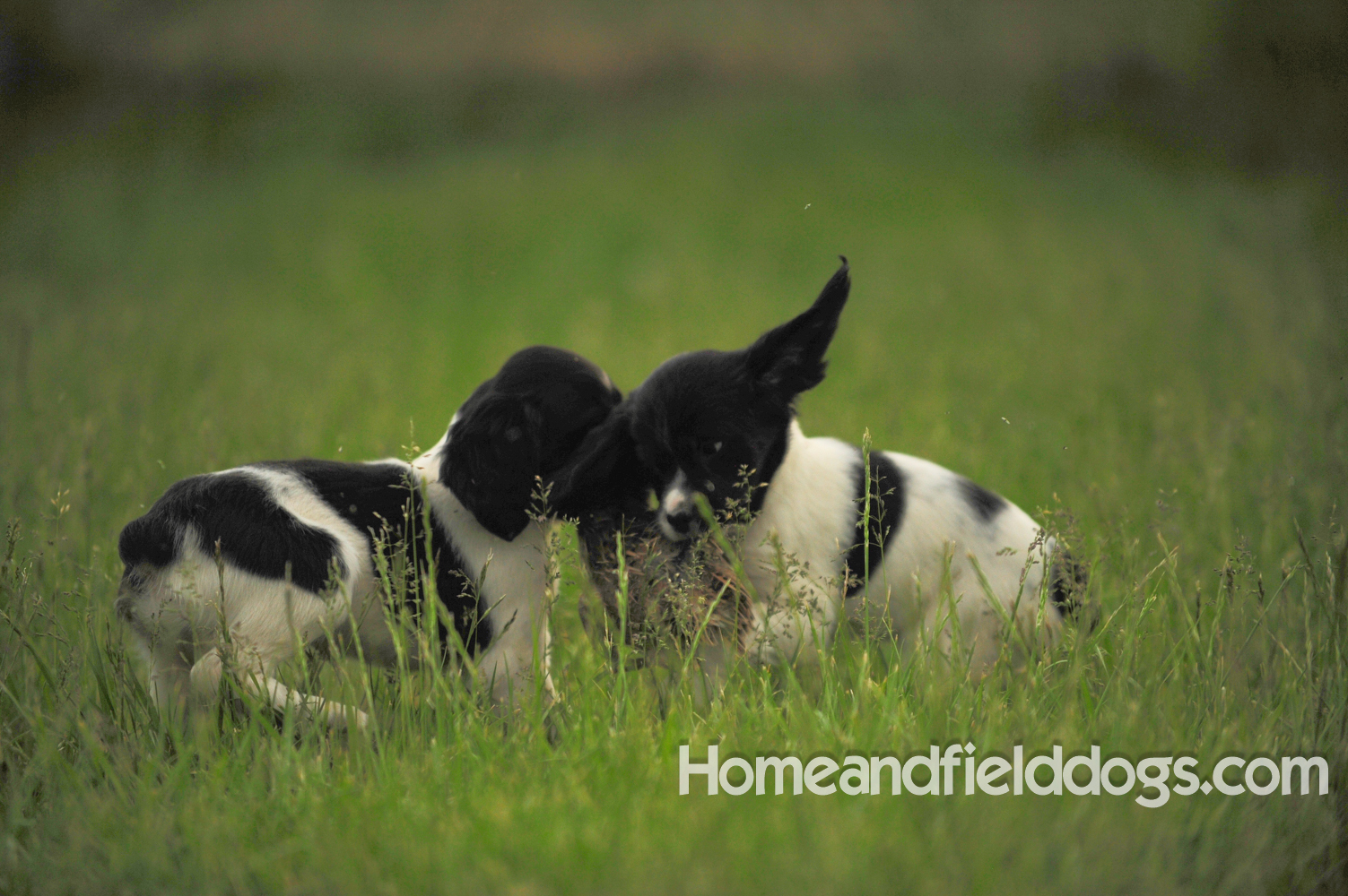 Young French brittany spaniels for sale playing in the tall grass chasing and retrieving quail