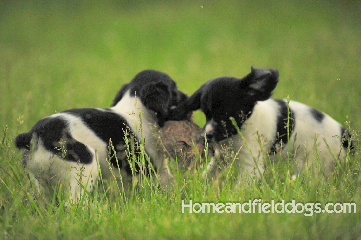 Young French brittany spaniels for sale playing in the tall grass chasing and retrieving quail