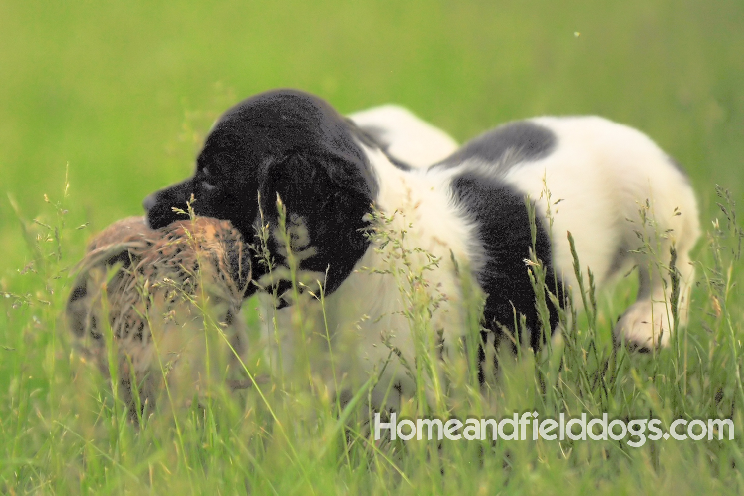 Young French brittany spaniels for sale playing in the tall grass chasing and retrieving quail