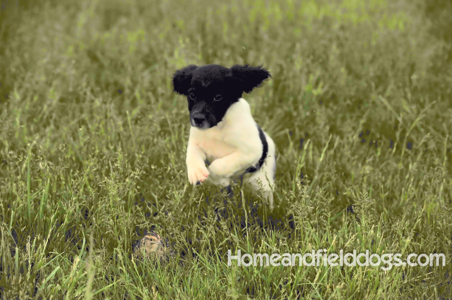 Young French brittany spaniels for sale playing in the tall grass chasing and retrieving quail
