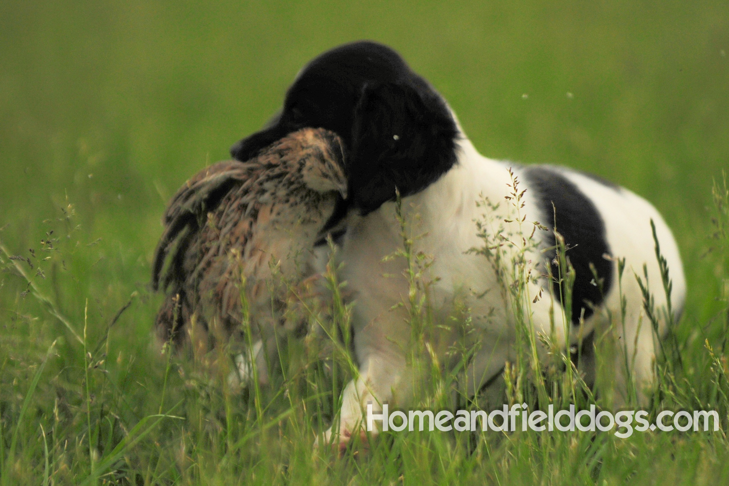 Young French brittany spaniels for sale playing in the tall grass chasing and retrieving quail