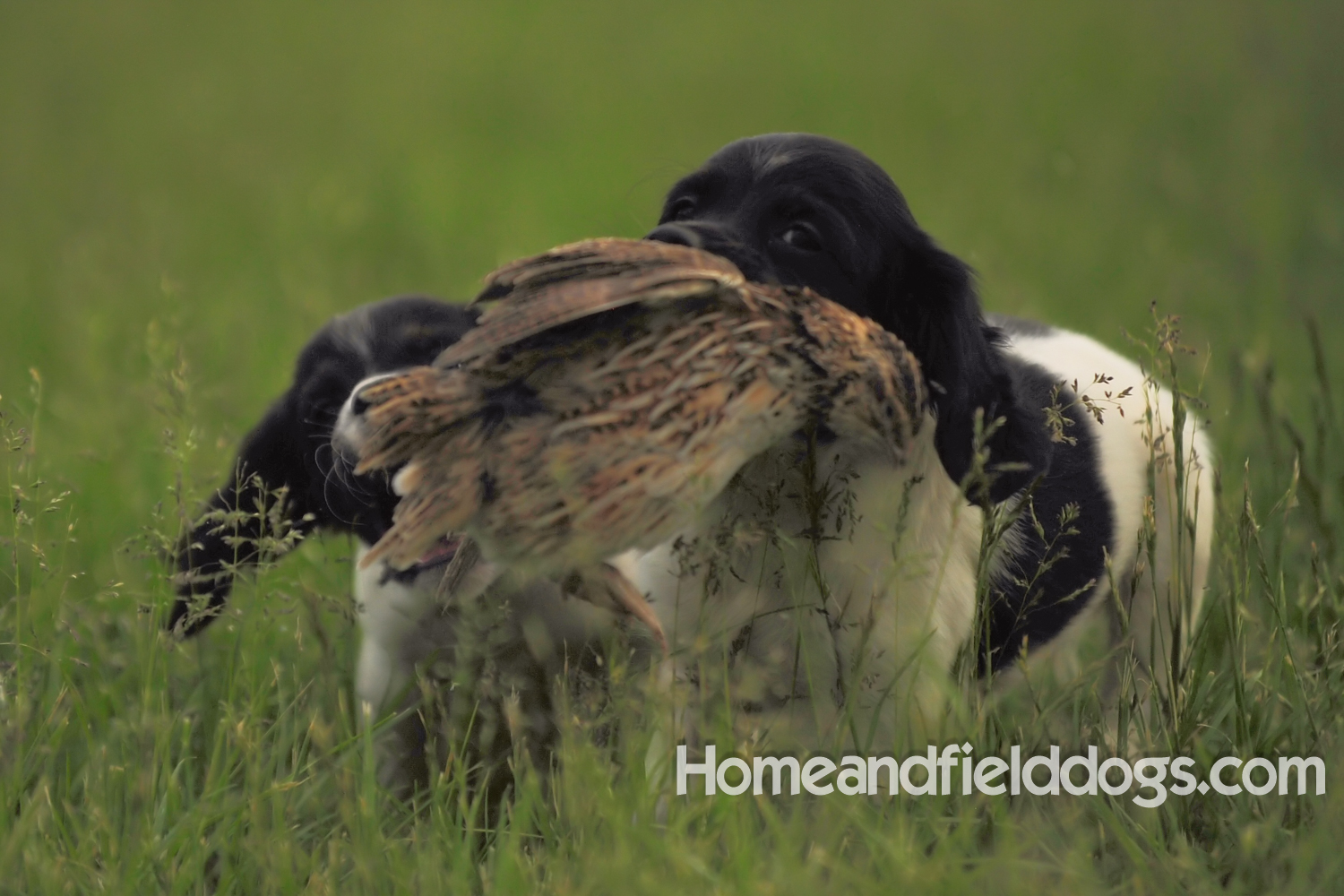Young French brittany spaniels for sale playing in the tall grass chasing and retrieving quail