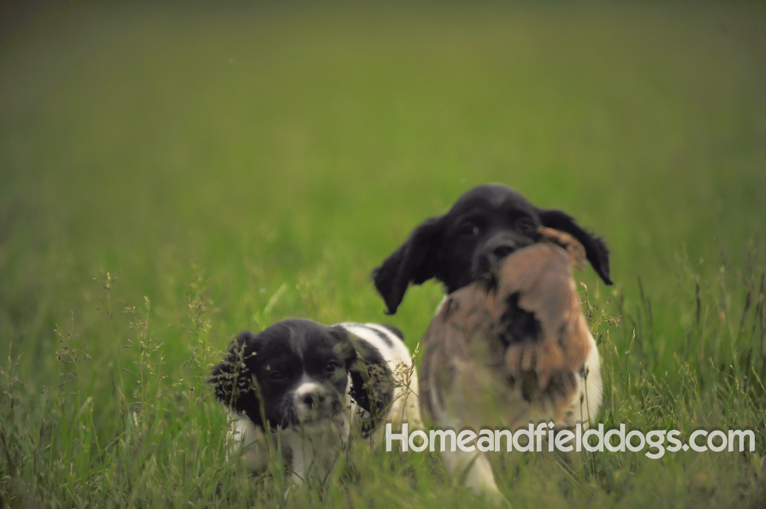 Young French brittany spaniels for sale playing in the tall grass chasing and retrieving quail