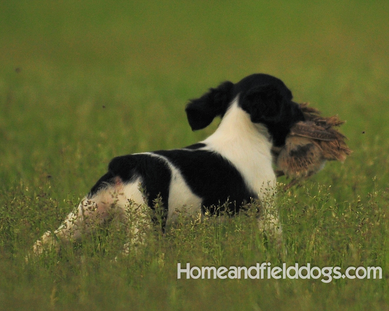 Young French brittany spaniels for sale playing in the tall grass chasing and retrieving quail