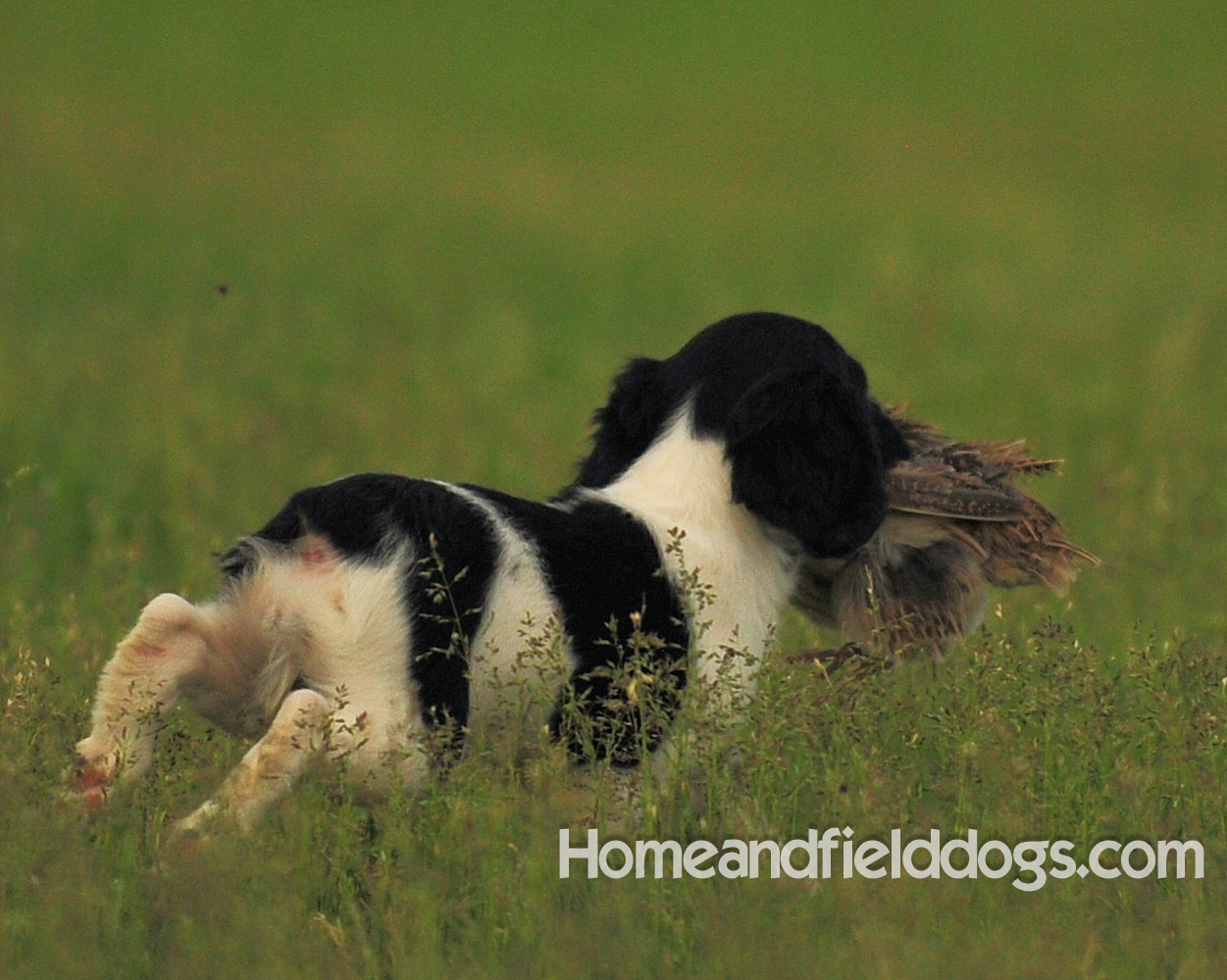 Young French brittany spaniels for sale playing in the tall grass chasing and retrieving quail