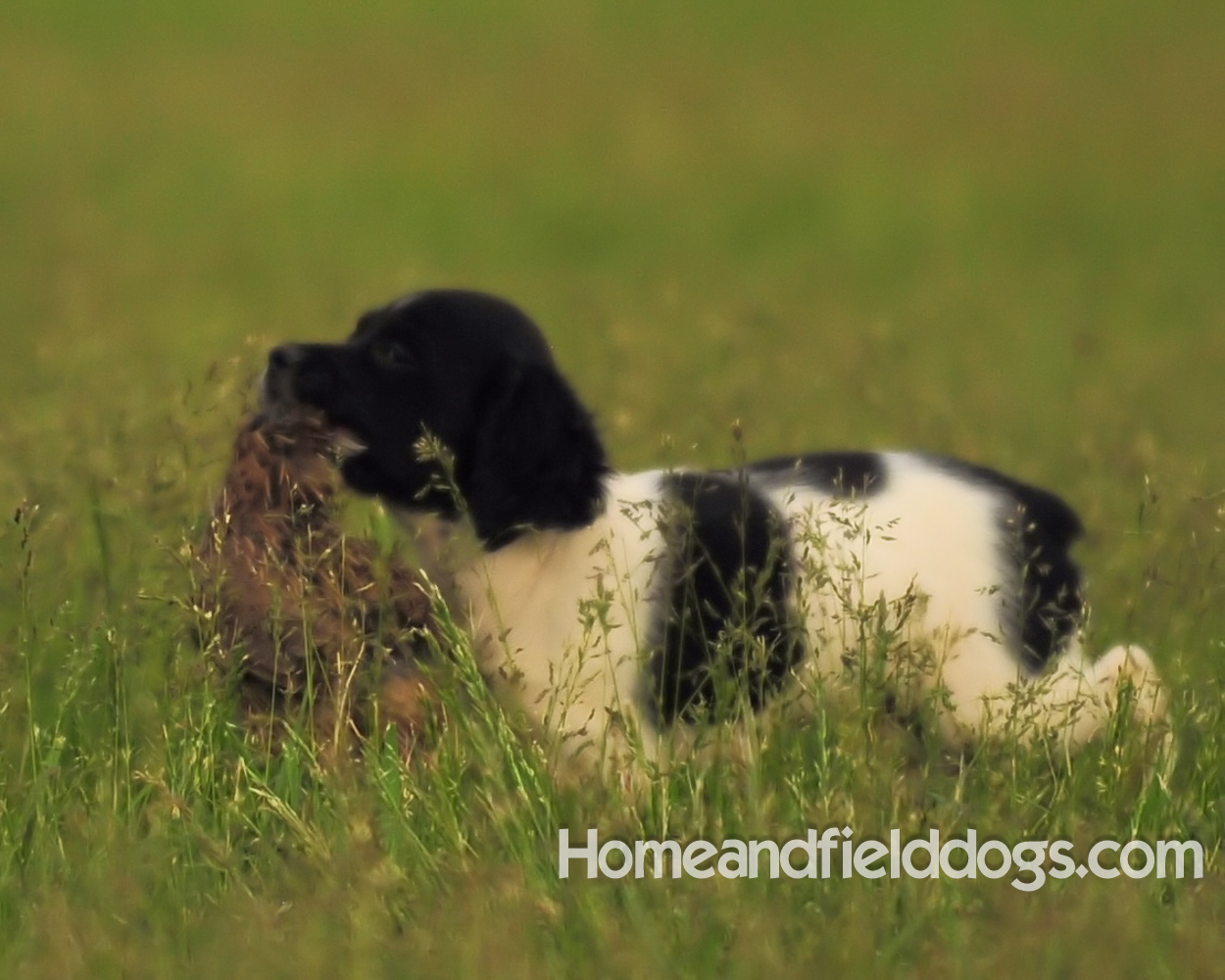 Young French brittany spaniels for sale playing in the tall grass chasing and retrieving quail