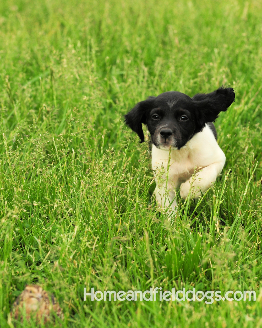 Young French brittany spaniels for sale playing in the tall grass chasing and retrieving quail