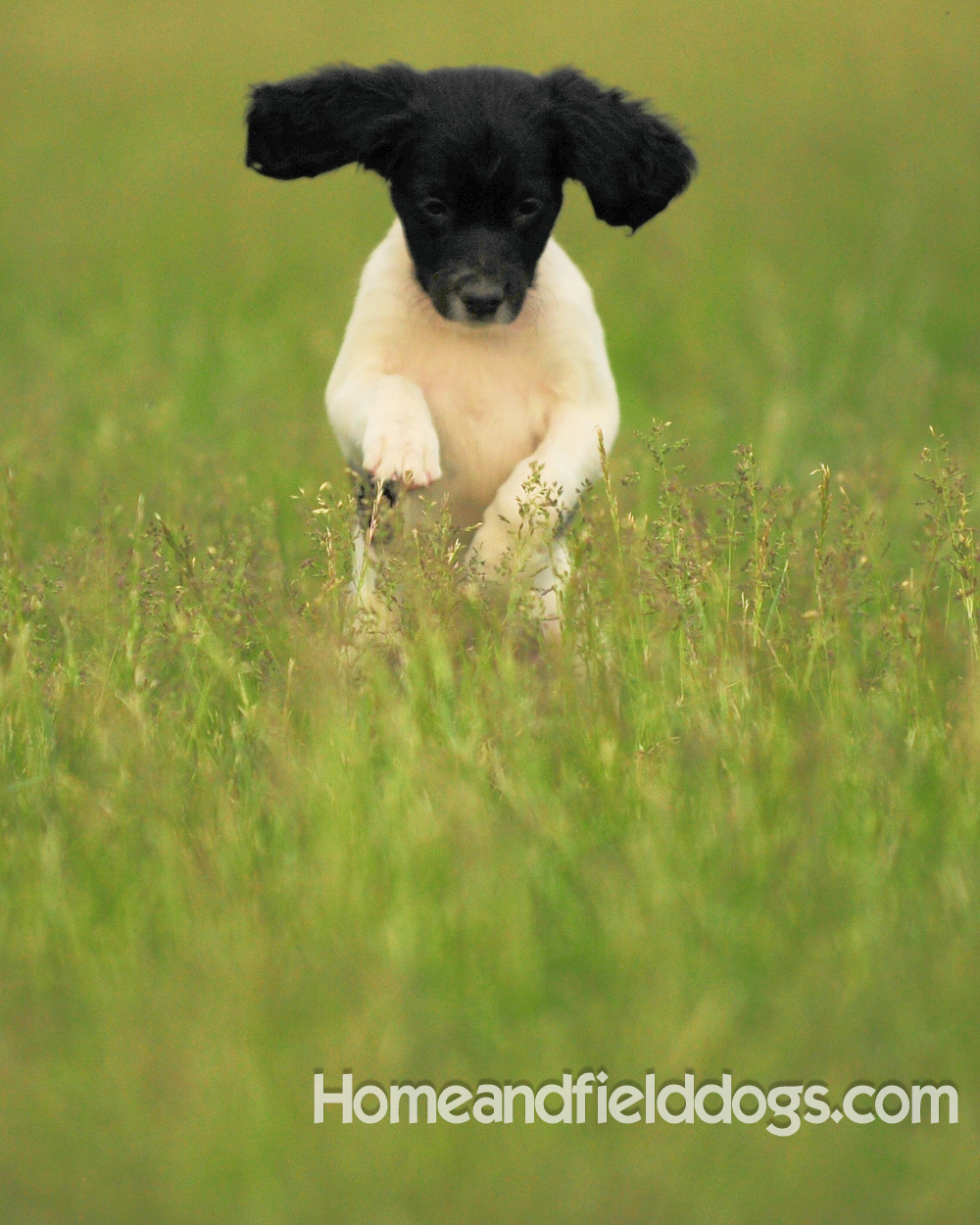 Young French brittany spaniels for sale playing in the tall grass chasing and retrieving quail