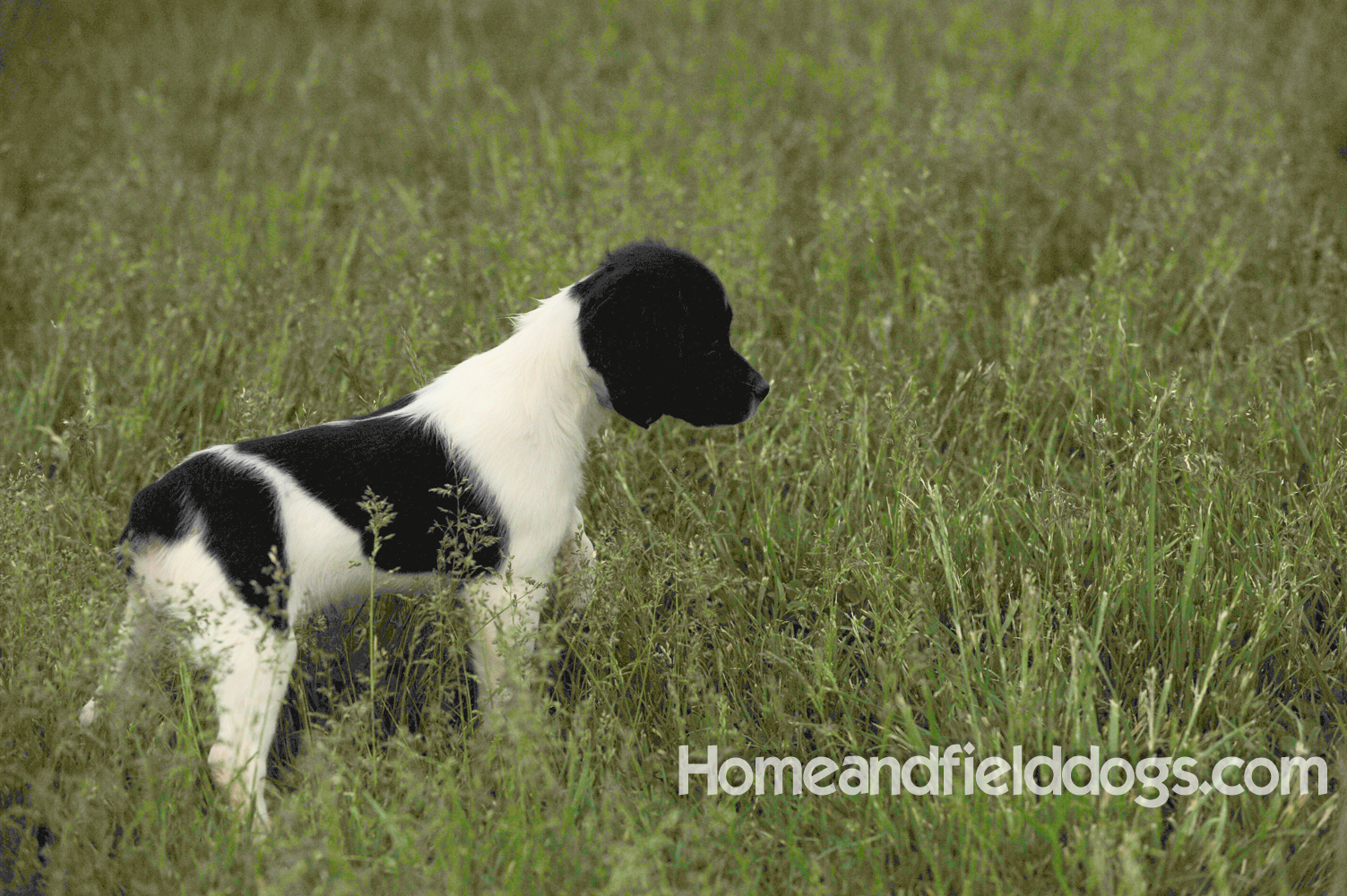 Young French brittany spaniels for sale playing in the tall grass chasing and retrieving quail
