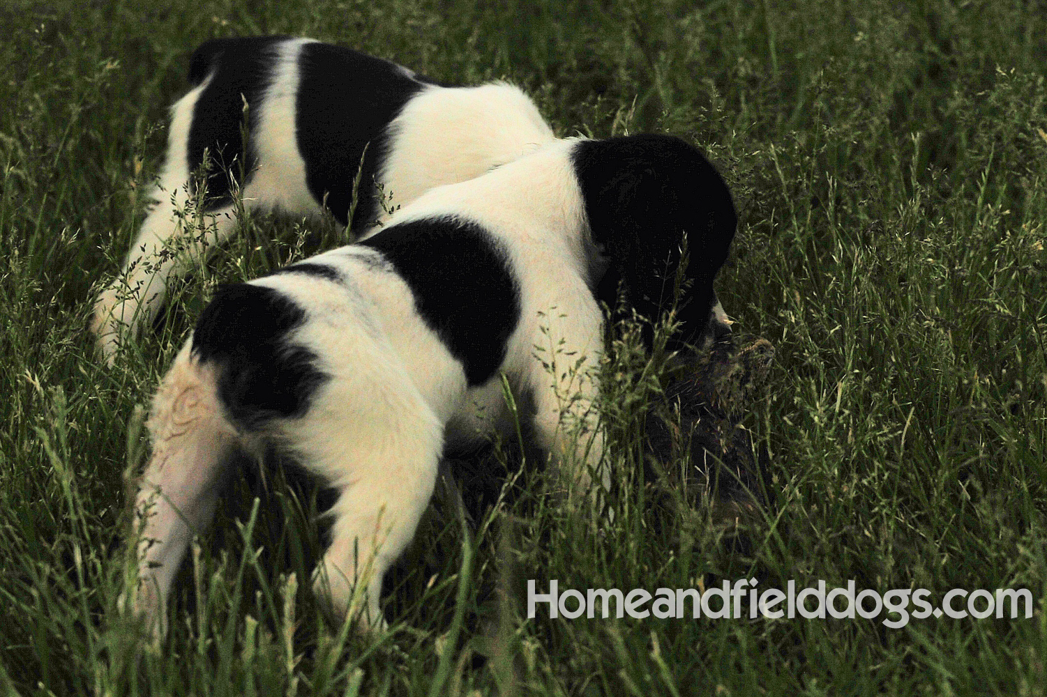 Young French brittany spaniels for sale playing in the tall grass chasing and retrieving quail
