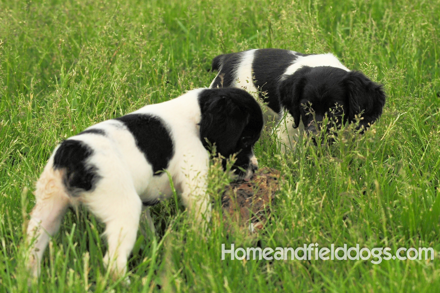 Young French brittany spaniels for sale playing in the tall grass chasing and retrieving quail