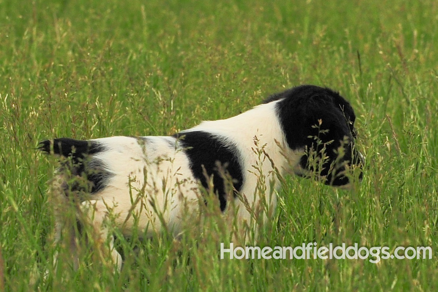 Young French brittany spaniels for sale playing in the tall grass chasing and retrieving quail