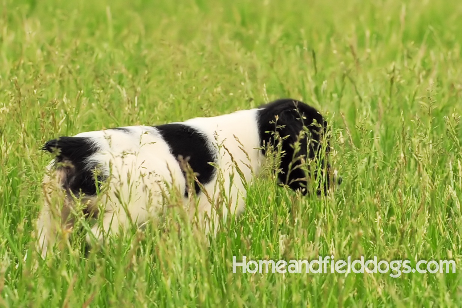 Young French brittany spaniels for sale playing in the tall grass chasing and retrieving quail
