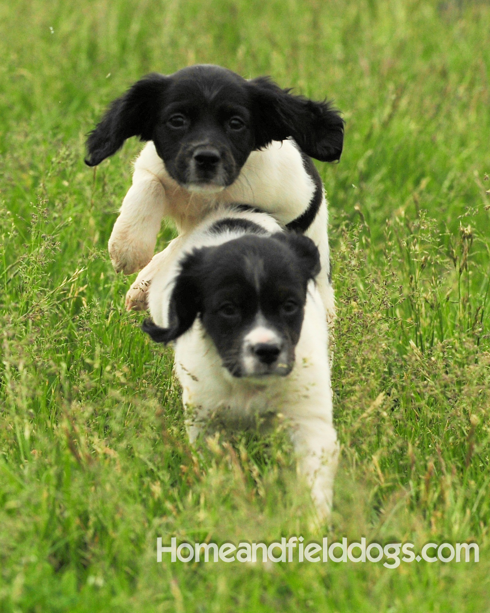 Young French brittany spaniels for sale playing in the tall grass chasing and retrieving quail