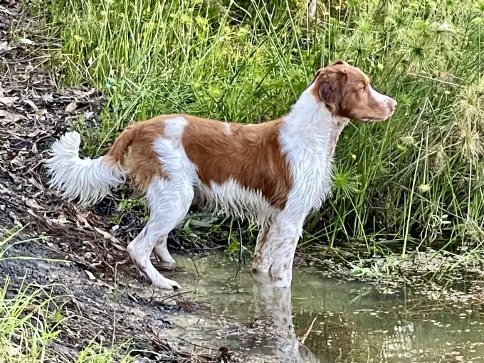 Image of a natural tailed Brittany