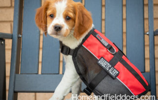 Picture of a French Brittany puppy in a medical alert training vest