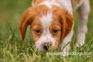 French Brittany puppies for sale playing in the grass in front of flowers