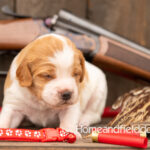 Female Orange and White French Brittany puppy in front of a 410 bore over and under shotgun