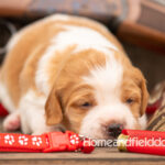 Female Orange and White French Brittany puppy in front of a 410 bore over and under shotgun