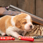 Female Orange and White French Brittany puppy in front of a 410 bore over and under shotgun