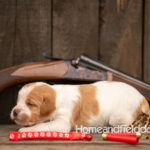 Female Orange and White French Brittany puppy in front of a 410 bore over and under shotgun