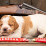 Female Orange and White French Brittany puppy in front of a 410 bore over and under shotgun