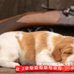 Female Orange and White French Brittany puppy in front of a 410 bore over and under shotgun