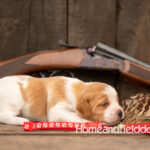 Female Orange and White French Brittany puppy in front of a 410 bore over and under shotgun