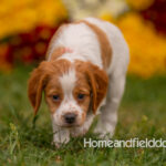 Orange and White French Brittany puppy playing on the grass in front of the flowers